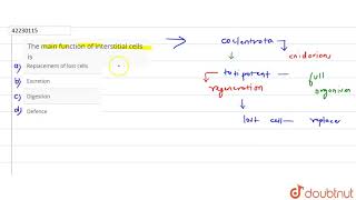 The main function of interstitial cells is [upl. by Guimond]