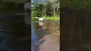 Mit Pferden schwimmen horse horseriding horsefails [upl. by Scopp]