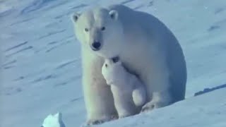 Birth on the Snow  Polar Bear Battlefield  BBC Earth [upl. by August800]