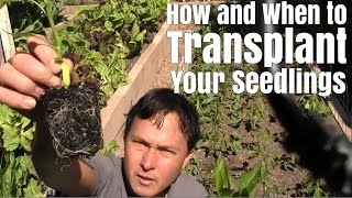 How and When to Transplant Your Seedlings [upl. by Jory]