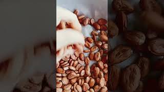 CACAO SEEDS shorts cacao viral trending [upl. by Denys]