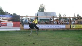 Ostrich racing [upl. by Marsiella]