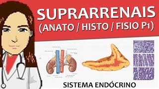 Sistema Endócrino 05  Suprarrenais Anatomia  Histologia  Fisiologia P1 [upl. by Ainessej]