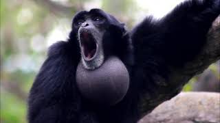 Siamang Gibbon monkey is howling with neck swells like a balloon [upl. by Nyliahs910]