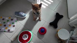 Two Month Old Shibas First Attempt vs Kong Feeder  2MO Panko Cant Figure It Out Just Yet [upl. by Ginsburg]