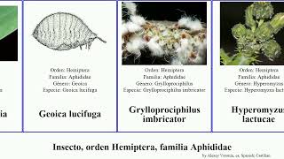 Insecto orden Hemiptera familia Aphididae cinara uroleucon glycines persicae Cavariella Anoecia [upl. by Nivan]