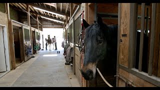 Meet Philadelphias Therapy Horses  Pegasus Therapeutic Riding Academy [upl. by Dorsy]