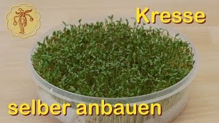 Kresse selber anbauen [upl. by Narik]