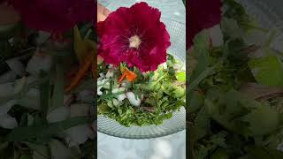 Semizotu salatası ve Reyhan şerbeti plants village villagefood villagelife garden purslane [upl. by Marienthal]