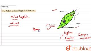 What is mixotrophic nutrition [upl. by Tomkin431]