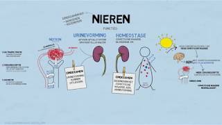 Uitleg examenstof biologie door SSL de nieren [upl. by Reuven]