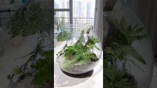 Part  6 Terrarium Maintenance Tips gardeningartzone TerrariumCare terrariumcare terrariumshop [upl. by Esylla]