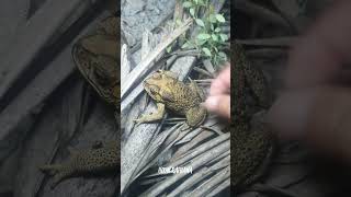 🐸👌Boing boing Look at the frog catch by my hand for fun short funny [upl. by Yelrahs]