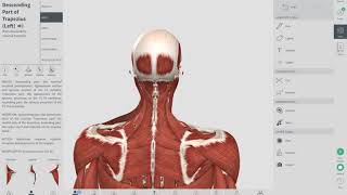 COMMON CAUSES OF NECK PAIN  Neck Pain Muscle Knot  OBTS [upl. by Lrem238]