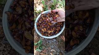 How we make natural dried plums prunes in our village shorts organic [upl. by Nyrtak]