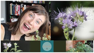 Phacelia Tanacetifolia growingseedingplantingcover crop sequence blooming [upl. by Rushing96]