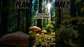 Are Mushrooms More Like Plants… or Animals vegan FunFacts plantbasedfoodies mushroom [upl. by Nitsyrk]