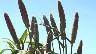 MINOR MILLETS VARIETIES [upl. by Yramanna]