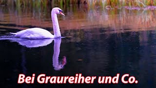 Bei Graureiher und Co in Fischen im Allgäu [upl. by Audris669]