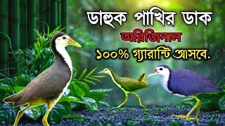 ডাহুক পাখির ডাক অরিজিনাল ২০২৪  Dahuk bird call  ১০০ গ্যারান্টি আসবেই rtshiba [upl. by Coraline723]