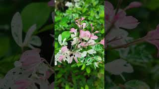 Pithecellobium dulce shortvideo flowers floweringplant nature [upl. by Dehsar329]