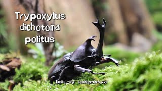 Trypoxylus dichotoma politus [upl. by Asiret]