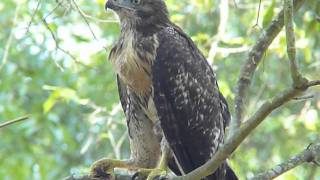 Redtailed Hawk Fledgling [upl. by Bremble851]