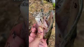 Easiest way to Catch Fish [upl. by Imot]