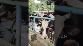 500 Acre HiTech Diary Farm For Sale 7899900314 karnataka hitechfarming diaryfarming [upl. by Coussoule]