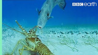 Lobsters vs Trigger Fish  Trials Of Life  BBC Earth [upl. by Willabella979]