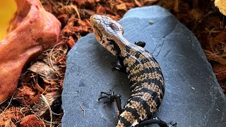 Unboxing Baby Halmahera Blue Tongue Skink  Panana  First time feeding unboxing fyp bts [upl. by Anirtik796]