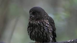 NZ Morepork Ruru [upl. by Ahsiekan69]