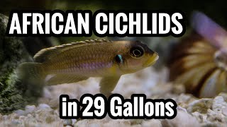 Top 5 African Cichlids in a 29 Gallon Aquarium [upl. by Adnhoj]