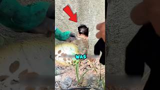 Can rescuing a cat that fell into a crevice be successful🙀shorts rescue cat kitten catrescue [upl. by Junina409]