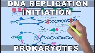 DNA Replication in Prokaryotes  Initiation [upl. by Ylluz]