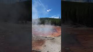 Echinus Geyser geyser norrisgeyserbasin yellowstonenationalpark [upl. by Nylsirk]