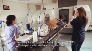 Bodies Radiation Therapy  Angell Animal Medical Center [upl. by Uel273]