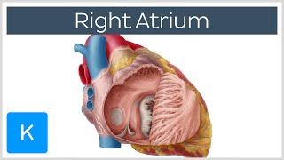 Right Atrium  Location Anatomy amp Function  Human Anatomy  Kenhub [upl. by Arotahs695]