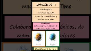 Diferencia entre Linfocitos T y B Inmunología Biología Bachillerato [upl. by Silvie991]