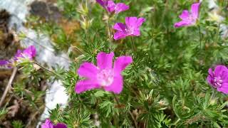 Bloody Cranesbill Extravaganza A Visual Feast for Nature Lovers With Relaxing Music [upl. by Eaj807]