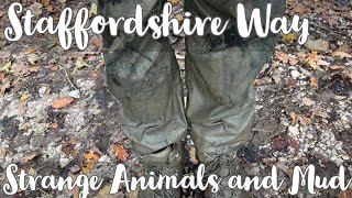 Staffordshire Way — Day 3 — Animals and Mud [upl. by Flo]