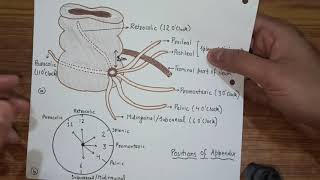 Vermiform Appendix  Features amp Positions [upl. by Poucher]