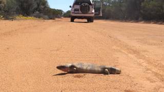 A Western Australian Screaming Blue Tongue Lizzard [upl. by Arised]