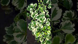 Ming aralia snow flake  variegated aralia  how to plant an aralia plant  gardening  plants [upl. by Foulk]