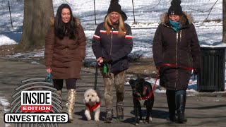 Dogs Are Getting Electrocuted on New York City Sidewalks [upl. by Knute144]