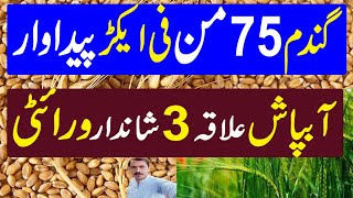 High Yield Production Wheat Variety  Wheat Farming in Pakistan  Kissan Pakistan [upl. by Samaj]