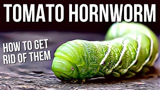 Tomato Hornworms  Best Way To Get Rid Of Tomato Hornworms [upl. by Aerol]