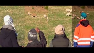 My Sheep Hear My Voice AMAZING TEST  John 1027 Bible Truth Proven [upl. by Yim]