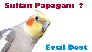 Sultan Papağanı Özellikleri  Papağan türleri [upl. by Harley908]