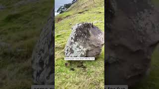 The Thrill of Watching a Boulder Roll Down a Mountain shorts [upl. by Abigail610]